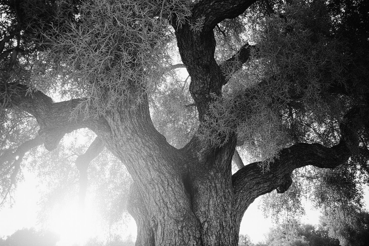 Ancient olive tree in Southern Italy