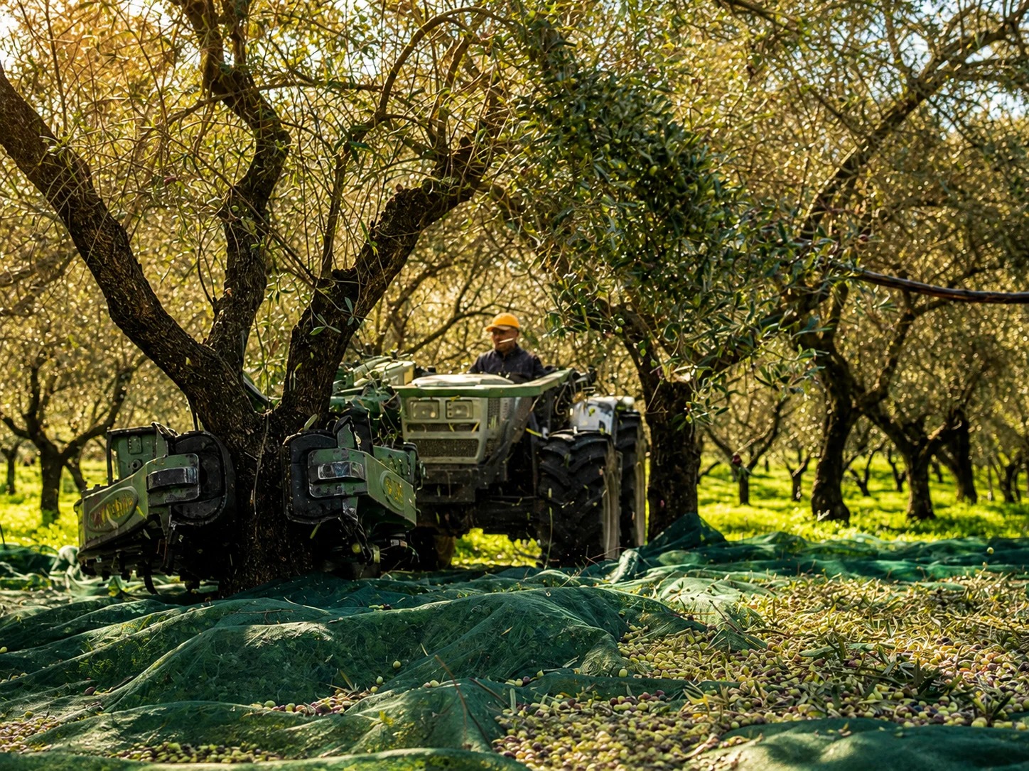 Olive harvesting in Calabria
